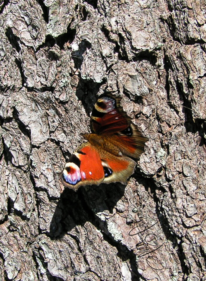 Schmetterlingsrinde Heidi Hübner vaihto art