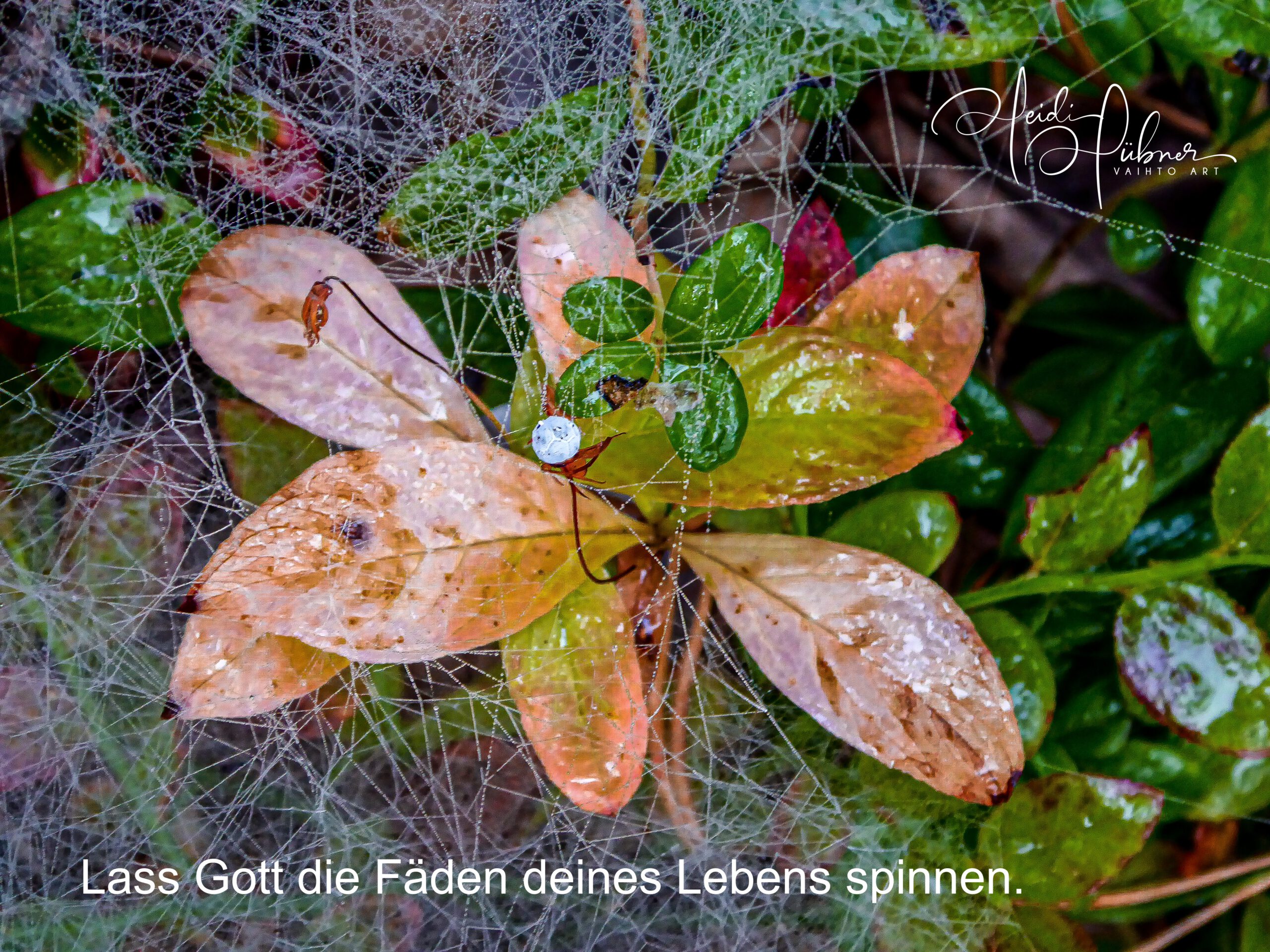 Spinnennetze am Waldboden Heidi Hübner vaihto art